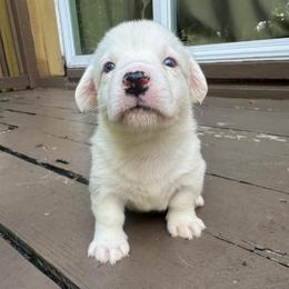 Snowman - Blue merle and white male Cardigan Welsh Corgi puppy in Wekiwa Springs, Florida from It is Corgiland