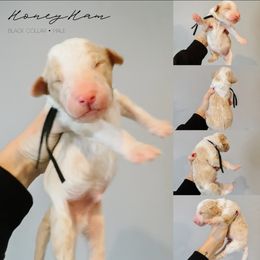 Honey Ham - Fawn and white male Sheepadoodle puppy in Republic, Missouri from DOOD & Co