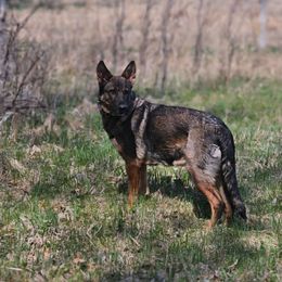 Diana - German Shepherd