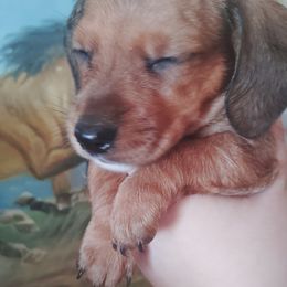 Dachshund Puppies from The Outlawed Dachshunds