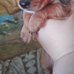 Dachshund Puppies from The Outlawed Dachshunds
