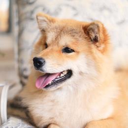 Fiji - Shiba Inu