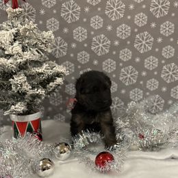 Pink collar girl - Black and red female German Shepherd puppy in Wyoming, Michigan from Big Jones Kennels