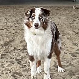 Ginny - Australian Shepherd