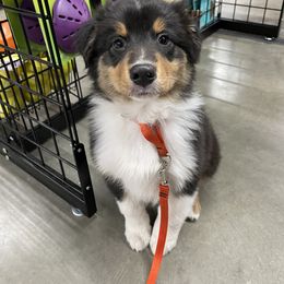 Australian Shepherd Puppies from Audacity Australian Shepherds