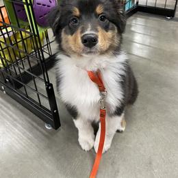 Australian Shepherd Puppies from Audacity Australian Shepherds