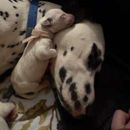 Ash - White and black female Dalmatian puppy in Des Moines, Iowa from Spot Splattered Dalmatians
