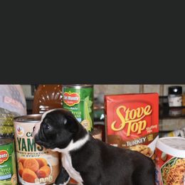 Girl 1 - Boston Terrier puppy in New Cumberland, Pennsylvania from BB and C Bostons