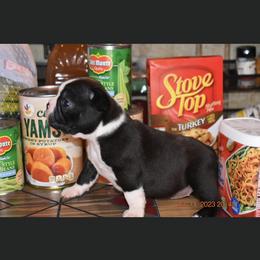 Girl 1 - Boston Terrier puppy in New Cumberland, Pennsylvania from BB and C Bostons