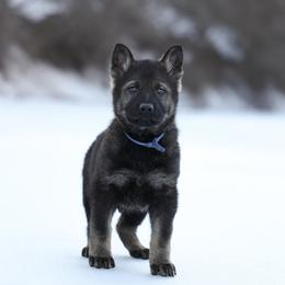 Shiloh - Sable male German Shepherd puppy in Augusta, West Virginia from Vom Haus Highlands
