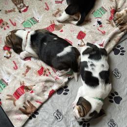 Girl 3 - Brown black and white female Basset Hound puppy in Guys Mills, Pennsylvania from Hidden Heart Basset Hounds
