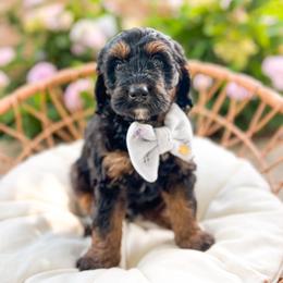 Linus - Tri-color male Bernedoodle puppy in Sulphur, Louisiana from Curly Q’s Of Carlyss