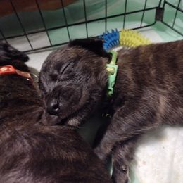 Lime green - Brindle female Mastiff puppy in Uhrichsville, Ohio from Angela's Mastiffs