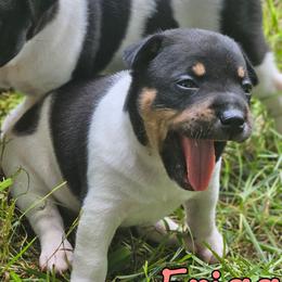 Frigg - White black and tan female Rat Terrier puppy in Lynn, Alabama from Cryptic Rat Terriers
