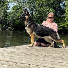 Riviera - German Shepherd