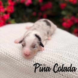 Piña Colada - Blue merle female Australian Shepherd puppy in Jena, Louisiana from Diamond 5 Aussies
