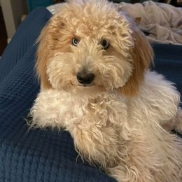 Aussiedoodle All Grown Up from Poodles and Doodles Most Excellent Adventures