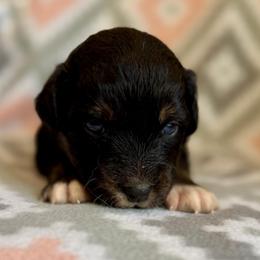 Violet - Black tri-color female Australian Shepherd puppy in Clover, South Carolina from Jo’s Aussies