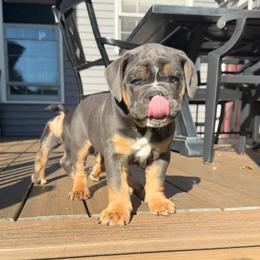 Zoro - Blue tri-color male Bulldog puppy in Hemlock, Michigan from Brady English Bulldogs