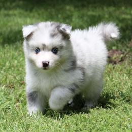 Lilly - Merle female Pomsky puppy in Wolfe City, Texas from Susan Warnock