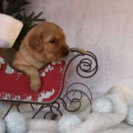 Golden Retriever Puppies from KP Golden Retrievers