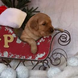 Golden Retriever Puppies from KP Golden Retrievers