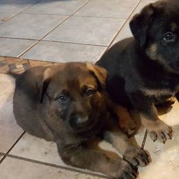 German Shepherd Puppies from Grendelhaus Shepherds
