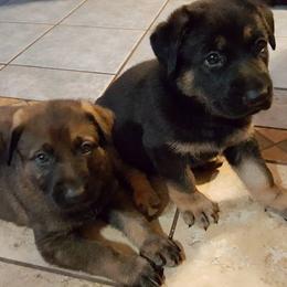 German Shepherd Puppies from Grendelhaus Shepherds