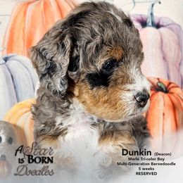 Bernedoodle Puppies from A Star is Born Doodles