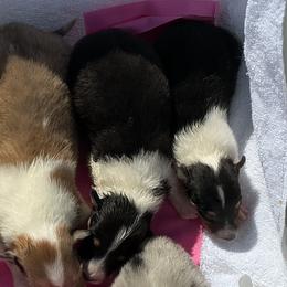 Girl 5 - female Collie puppy in St Stephens, Wyoming from Desert Kennels