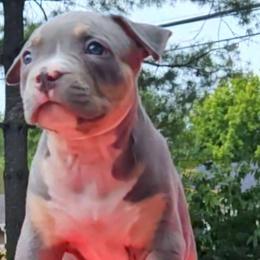 Swoops - pink collar female - American Bully puppy from Deuce's Den