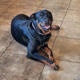 Daisy Mae - Rottweiler