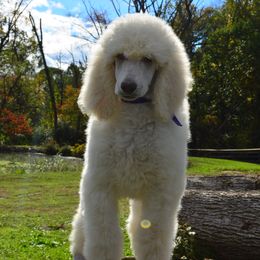 Poodle Puppies from D and D Standard Poodles