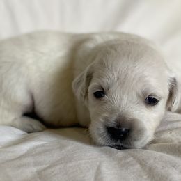 Miss White - Light golden Golden Retriever puppy in Conroe, Texas from Golden Keys Kennels