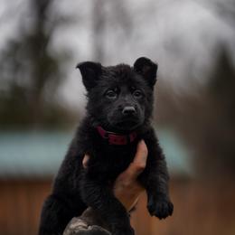 Disco - Black female German Shepherd puppy in Knowlton Township, New Jersey from Augenblick Kennels