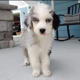 Aussiedoodle and Australian Mountain Doodle Puppies from Jagged Oaks Farm