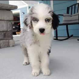 Aussiedoodle and Australian Mountain Doodle Puppies from Jagged Oaks Farm