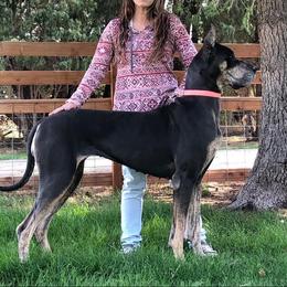 Penny - Great Dane