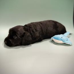 Dachshund puppies from Pruitt Pups