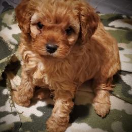 Cavachon and Cavapoo Puppies from Sweet Doodles and Poos