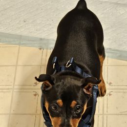 Miniature Pinscher Puppies from K&J's Min Pins Of Grand Lake