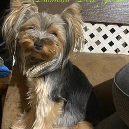 French Bulldogs and Yorkshire Terriers from Diamond Doll Yorkies