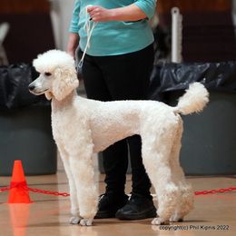 Sunny - Poodle