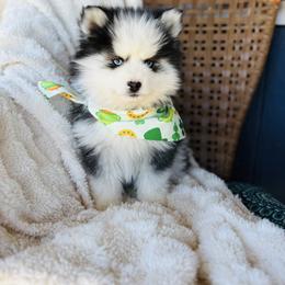 Steven - Black and white male Pomsky puppy in Yavapai County, Arizona from Pawsh Pomskies