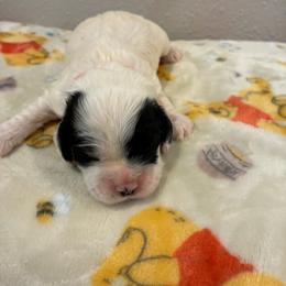Spud - Black and white male Cockapoo puppy in Brookings, South Dakota from Hofer Pups