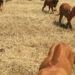 Rhodesian Ridgeback Puppies from ApacheRidge Ranch