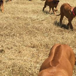 Rhodesian Ridgeback Puppies from ApacheRidge Ranch