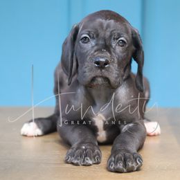 Jasper - Black male Great Dane puppy in Denison, Texas from Hundeity Great Danes