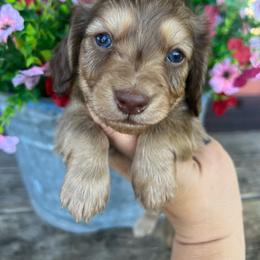 Boy one - Chocolate and cream male Dachshund puppy in Payette, Idaho from NT Mini Doxies