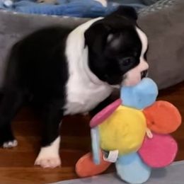 Boston Terrier Puppies from Angie's Little Bostons